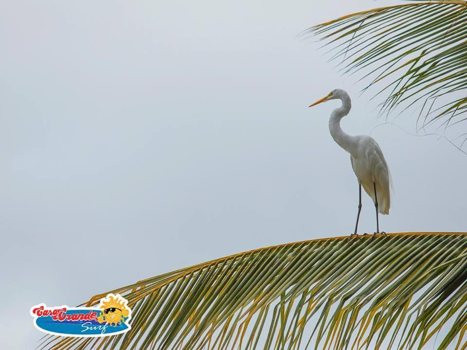 Отель Casa Grande Surf Гуачака Экстерьер фото